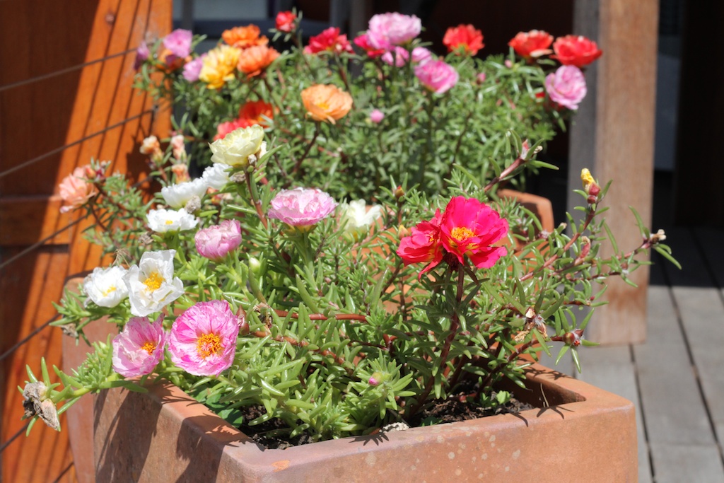Portulaca blooming in a pot